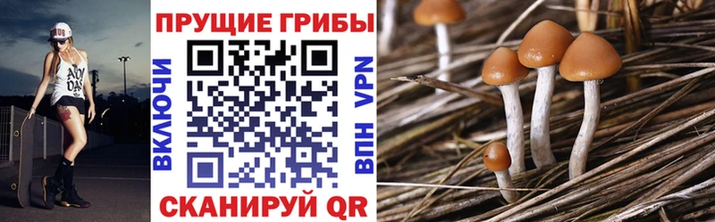 Купить  Подпорожье  Псилоцибиновые грибы мицелий 